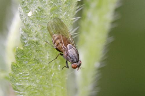 Réf. 269 283 : Minettia sp.